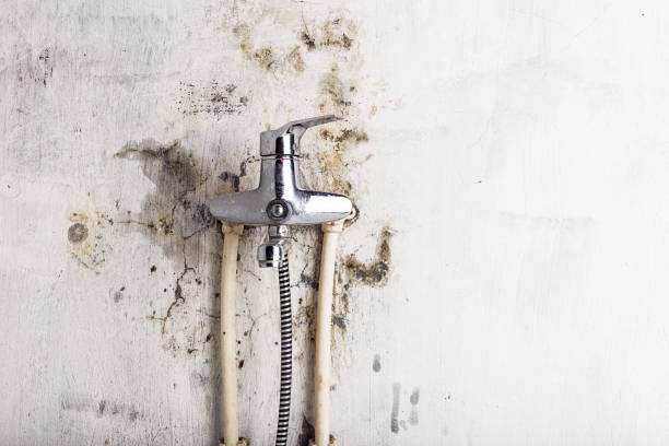Best Black Mold Removal  in Hillsbo, OR