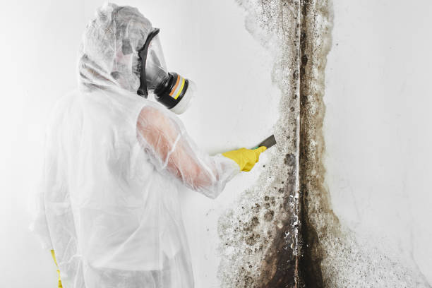 Best Toxic Mold Removal  in Hillsbo, OR