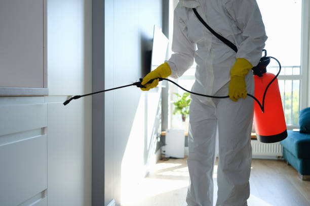 Best Home Mold Removal  in Hillsbo, OR