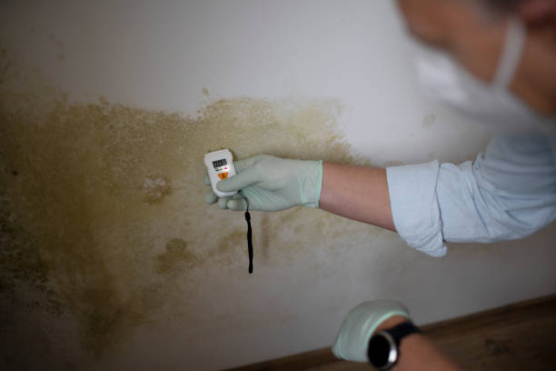 Office Mold Removal Services in Hillsboro, OR