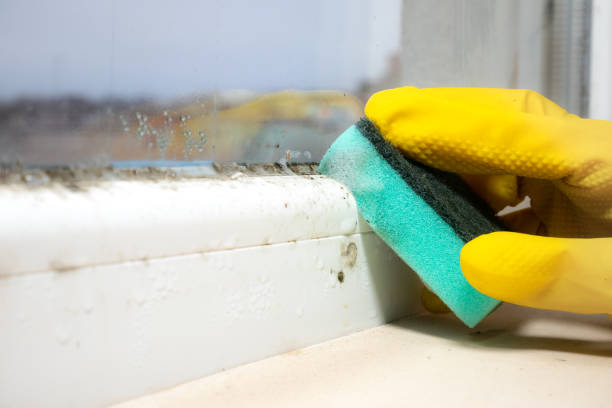 Home Mold Removal in Hillsboro, OR