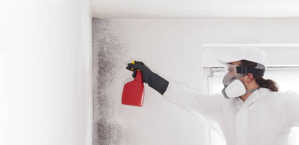 Best Mold Remediation  in Hillsbo, OR