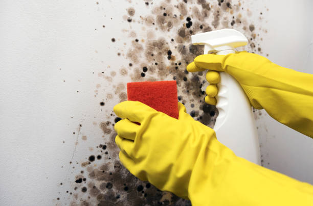 Best Home Mold Removal  in Hillsbo, OR