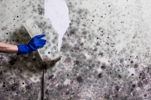 Best Fast Mold Removal  in Hillsbo, OR