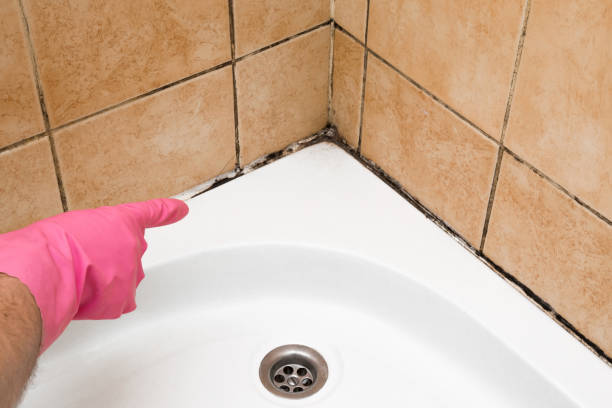 Best Mold Removal Company Near Me  in Hillsbo, OR